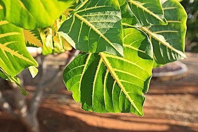 《灵动世界》steam页面上线 肉鸽策略组队战斗